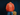 Polerón Below Crewneck Stemma Hombre Rojo